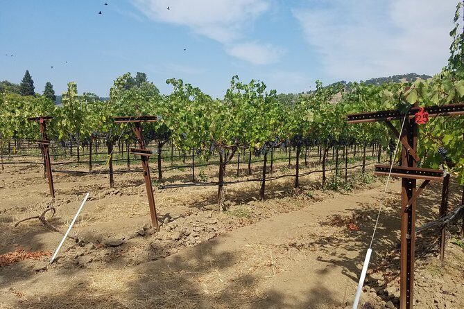 6-Hour Private Wine Tasting Tour with a Sample Stops - Who Is This Tour Perfect For?