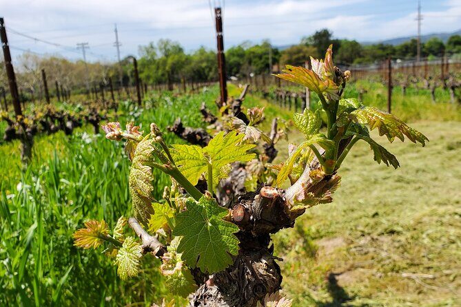 6-Hour Sparkling Wine Tour of Napa Valley - Who Would Enjoy This Experience?