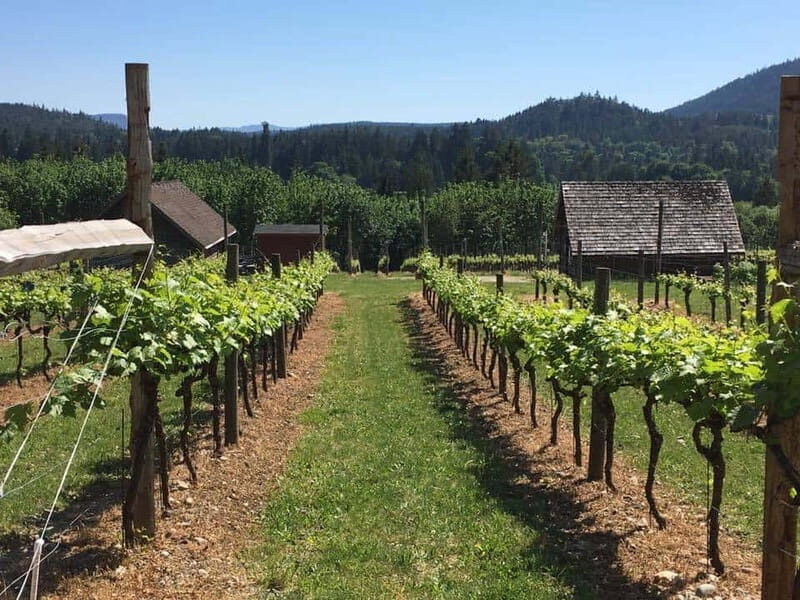 6-Hour Victoria to Cowichan Wine Tour - Who Is This Tour Best For?
