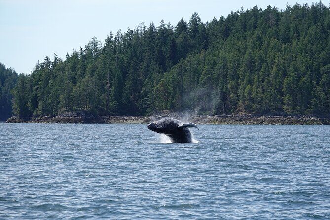 6 hour Zodiac Whale Watching Tour - Who Should Consider This Tour?