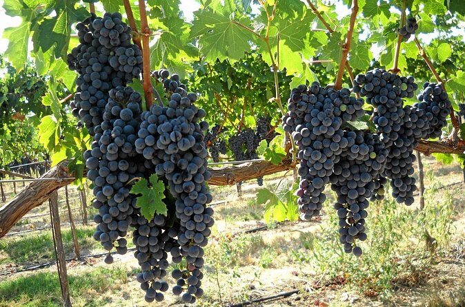 6-Hours Customized Private SONOMA Valley Wine Tour From San Francisco Bay Area - Frequently Asked Questions
