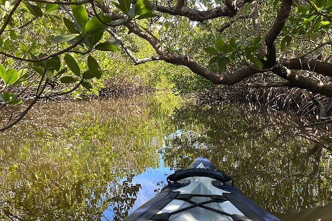 6-Hr Tropical Mangroves, Coastal River and Ocean Wildlife Watch - Ready to Book?