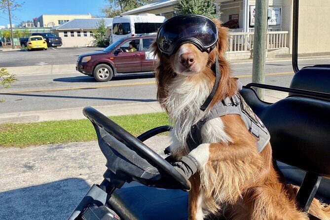 6 Passenger Golf Cart Rental in Key West - Practical Considerations and Challenges