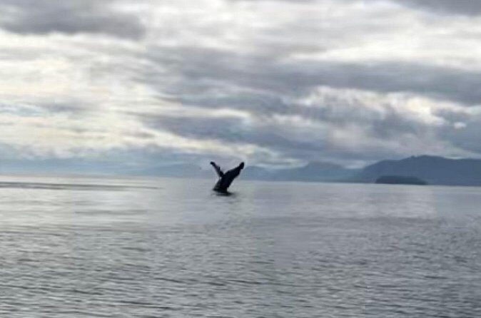 6 Passenger Whale Watching Adventure in Icy Strait from Hoonah AK - Who This Tour Suits Best