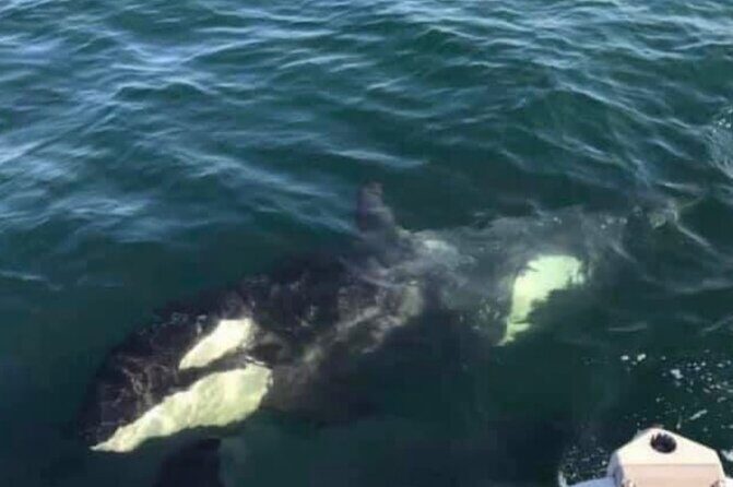 6 Passenger Whale Watching Adventure in Icy Strait from Hoonah AK - Final Thoughts