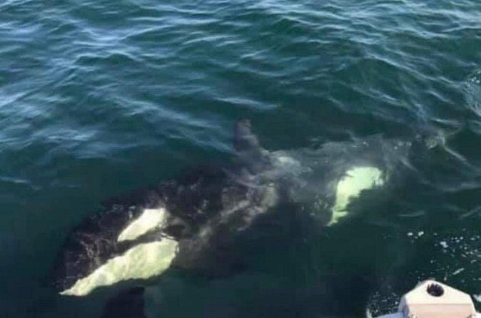 6 Passenger Whale Watching Adventure in Icy Strait from Hoonah AK - FAQs