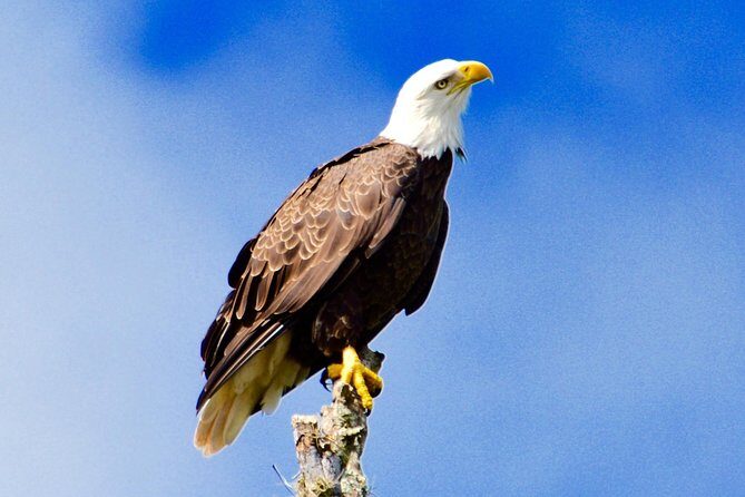 60 Minute Small Group Semi Private Everglades River Of Grass Airboat Charter - The Experience: What to Expect from the Tour