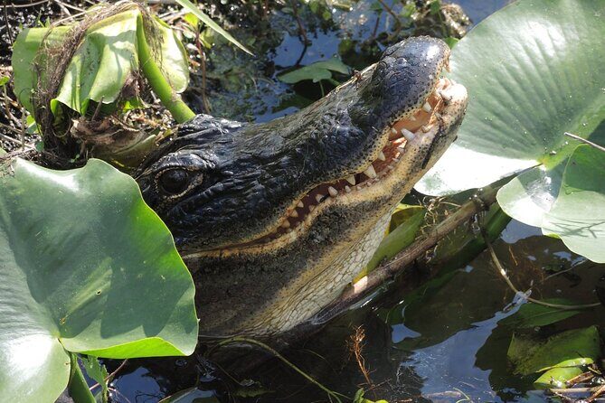 60 Minute Small Group Semi Private Everglades River Of Grass Airboat Charter - Price and Value