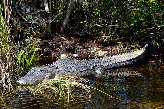 60 Minute Small Group Semi Private Everglades River Of Grass Airboat Charter - Authentic Feedback from Guests