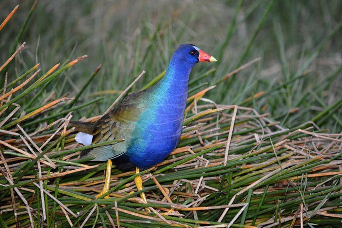 60 Minute Small Group Semi Private Everglades River Of Grass Airboat Charter - Who Is This Tour Best For?
