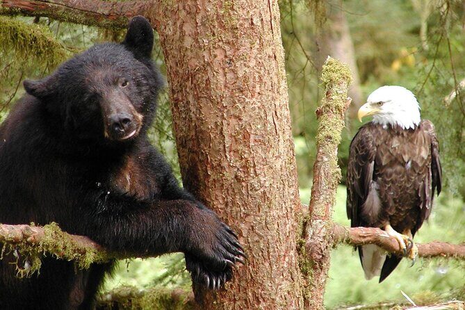 6hr Custom Private Tour of Ketchikan (4 People) Wildlife + More - Key Points