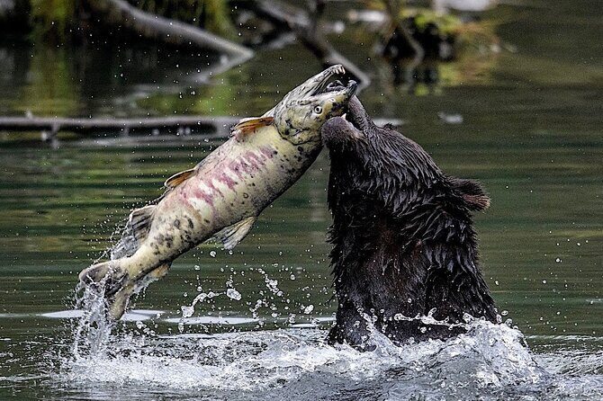 6hr Custom Private Tour of Ketchikan (4 People) Wildlife + More - Value and Price Analysis