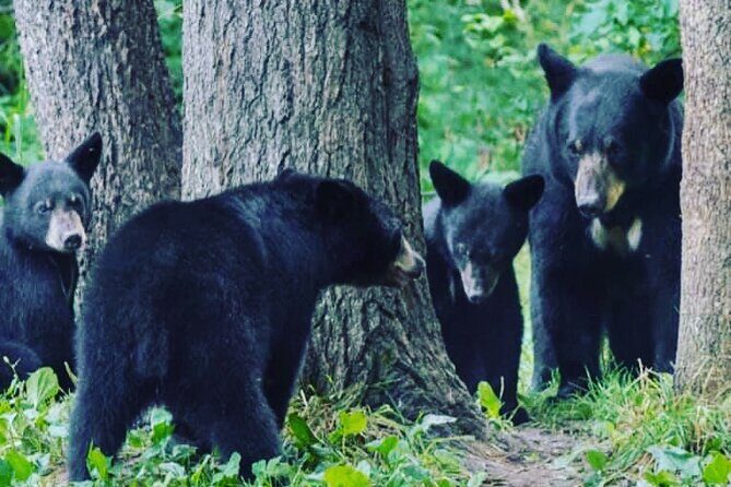 6hr Custom Private Tour of Ketchikan (4 People) Wildlife + More - Why This Tour Works Well