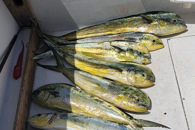 6hr Offshore Big Game Fishing Adventure - Who Is This Tour Best For?