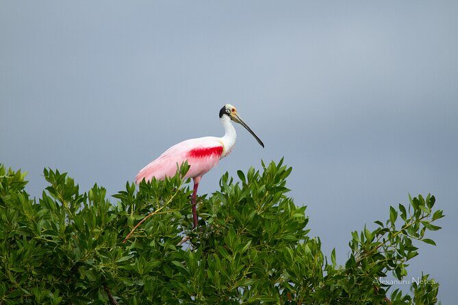 6hrs of Sailing in Bacalar Lagoon: discover Cenotes, Islands and Stromatolites. - FAQ