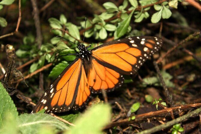 7 Day-Monarch Butterfly Ecofriendly Tour in Mexico - Why Choose This Tour?