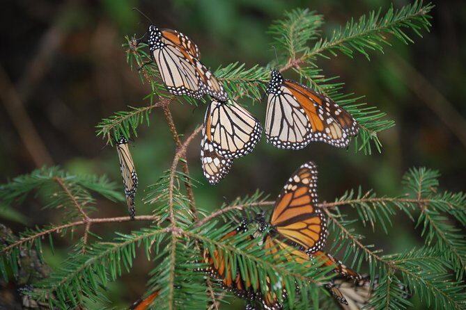 7 Day-Monarch Butterfly Ecofriendly Tour in Mexico - Who Is This Tour Best For?