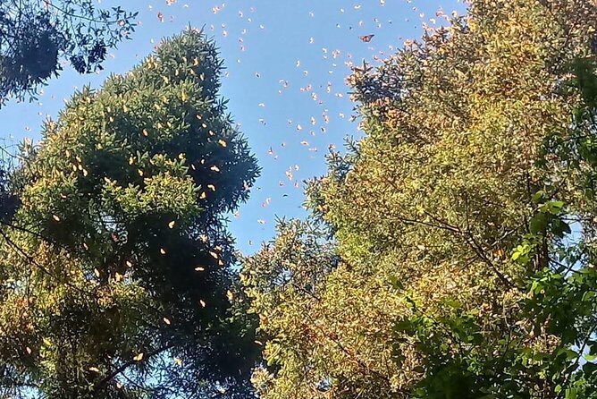 7 Day-Monarch Butterfly Ecofriendly Tour in Mexico - Frequently Asked Questions