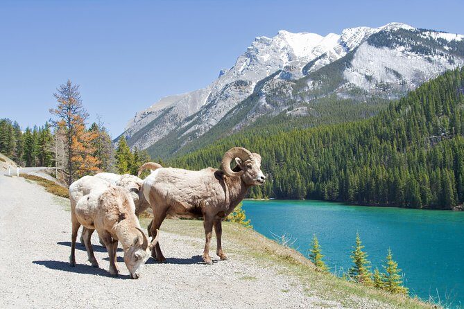 7-Day Small Group Tour: Canadian Rockies and National Parks - Who Should Consider This Tour?