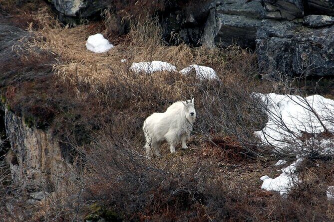 7 Hour Private Emerald Lake Van Excursion - Frequently Asked Questions (FAQs)