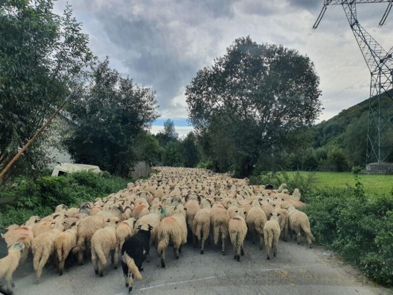 7h Dracula's Castle Private Tour from Bucharest - Fast Tour - Exploring the 7h Draculas Castle Private Tour from Bucharest: An Honest Look