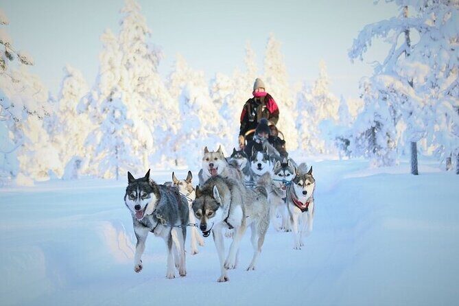 8-10km Husky Ride in the Taiga and Visit other farm animals - Key Points