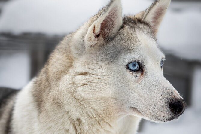 8-10km Husky Ride in the Taiga and Visit other farm animals - Final Thoughts