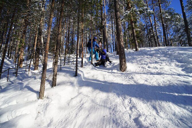 8-10km Husky Ride in the Taiga Forest and visiting the Kennel - Key Points