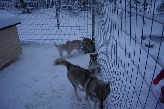 8-10km Husky Ride in the Taiga Forest and visiting the Kennel - The Itinerary and What You Can Expect