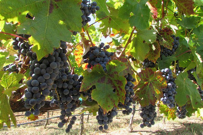 8 Hour Private Customized Wine Tour up to 7 Guests Napa & Sonoma - The Cost & Value