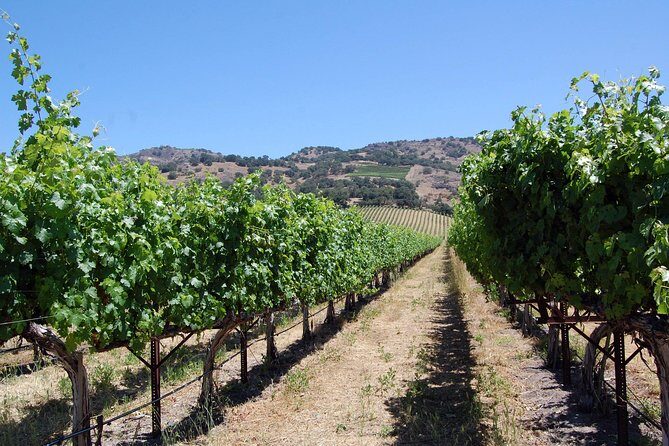 8 Hour Private Tour in Napa Valley Winery - The Transport & Schedule