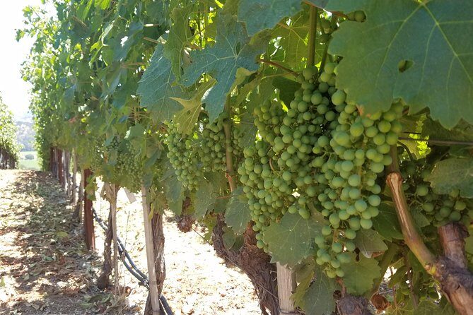 8 Hour Private Tour in Napa Valley Winery - Authentic Traveler Feedback