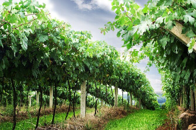 8 Hour Private Tour in Wine Country from San Francisco - Price and Value Analysis