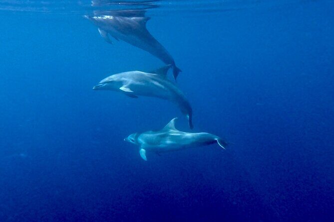 8 Hours Excursion in the Gulf of Olbia with aperitif+lunch included - Final Thoughts