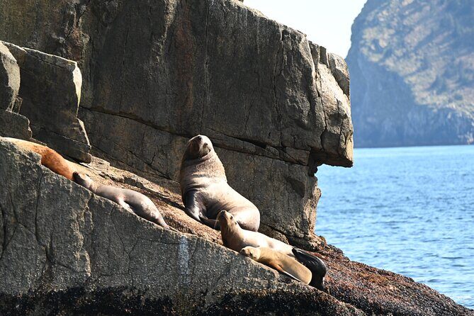 8hr Kenai Fjords Whale Watching Tour w/ 1hr Fishing 16 Passengers - The Real Value of This Tour