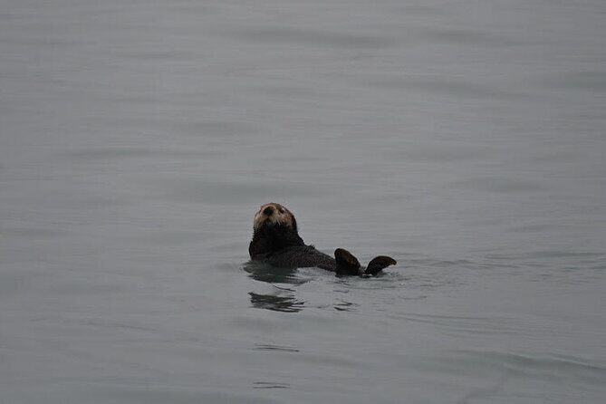 8hr Kenai Fjords Whale Watching Tour w/ 1hr Fishing 16 Passengers - FAQ