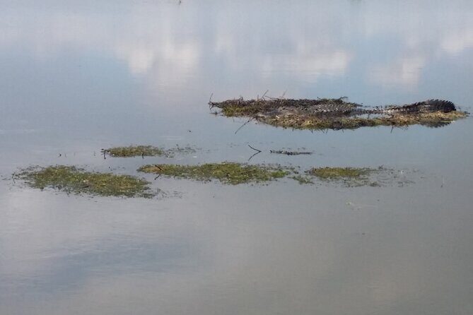 90 Minute Airboat Tour in the Florida Everglades - What to Expect on the Tour