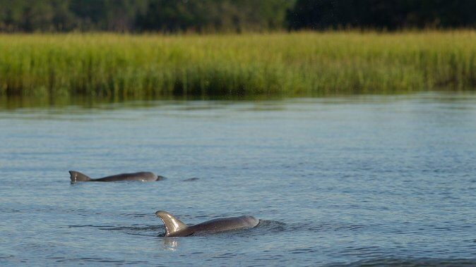 90-Minute Dolphin and Nature Tour of Hilton Head - Analyzing the Value