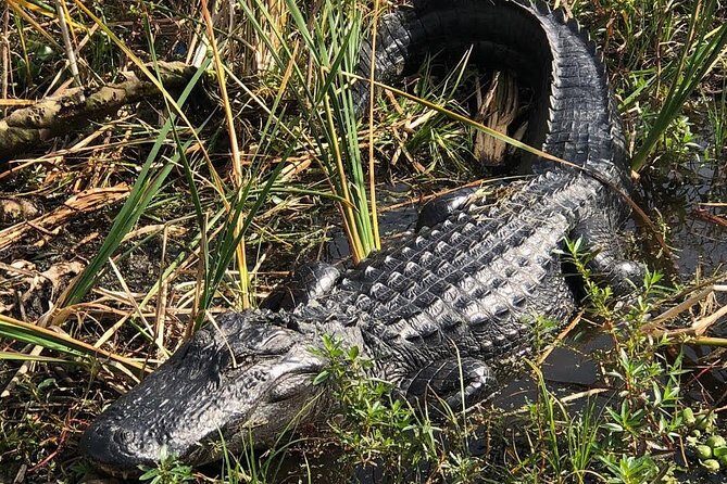 90 minute Everglades Airboat Tour near Orlando Florida - FAQs