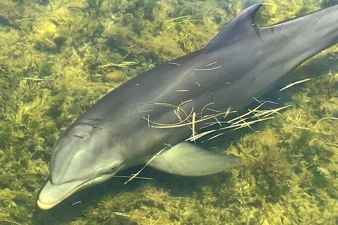90-Minute Guided Eco Airboat Tour in Homosassa - FAQ