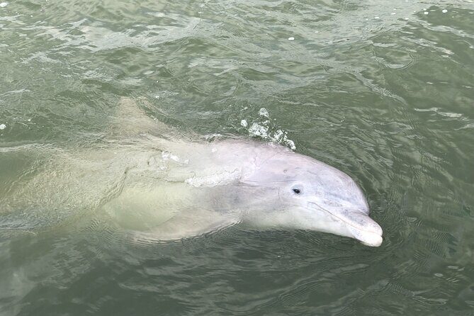 90 Minute Hilton Head Dolphin and Nature Cruise - An In-Depth Look at the Hilton Head Dolphin and Nature Cruise