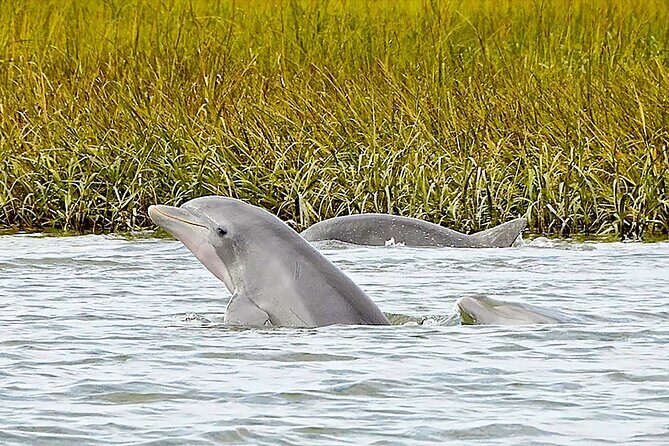90 Minute Hilton Head Dolphin and Nature Cruise - Final Thoughts