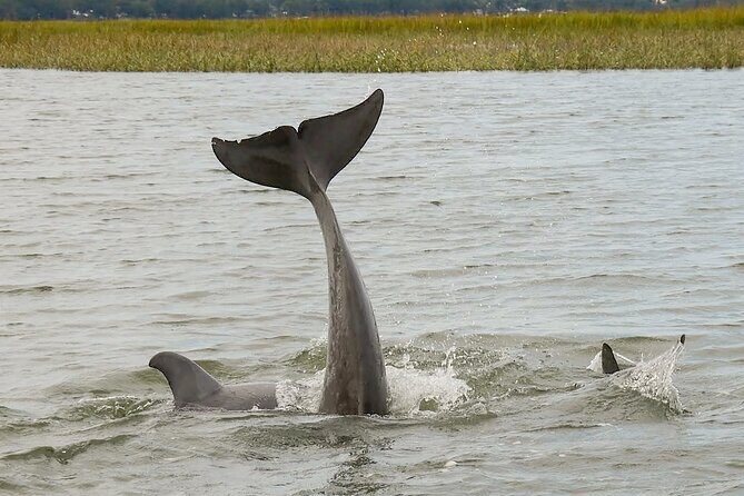 90 Minute Hilton Head Dolphin and Nature Cruise - Frequently Asked Questions