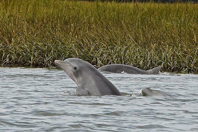 90 minute Hilton Head Sunset Dolphin Cruise - What to Expect from the Experience