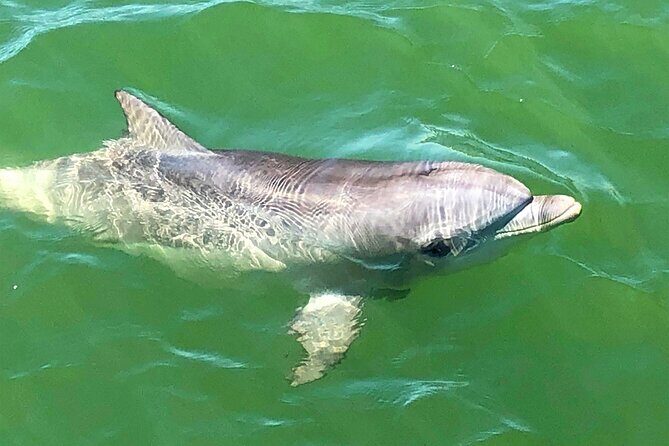 90 Minute Port River Dolphin & Ships Graveyard Cruise - Final Thoughts: Is It Worth It?