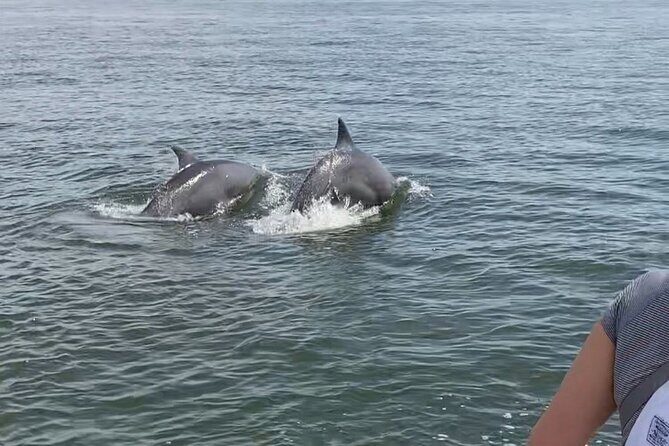 90-Minute Private Dolphin Tour in Hilton Head Island - Who Is This Tour Perfect For?