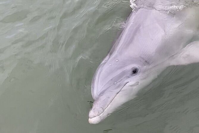 90-Minute Private Dolphin Tour in Hilton Head Island - Final Thoughts