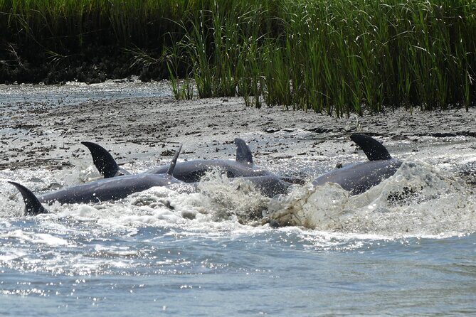 90-Minute Private Dolphin Tour in Hilton Head Island - FAQs