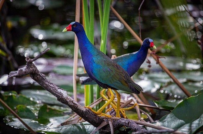 90 Minute Small Group Semi Private Airboat Tour - Real Traveler Insights