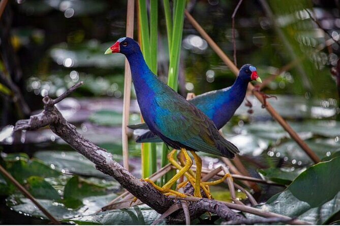 90 Minute Small Group Semi Private Airboat Tour - Who Is This Tour Best For?